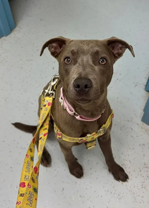 A young medium-sized female Pit Bull Terrier dog named Niecy for adoption in Skillman, NJ