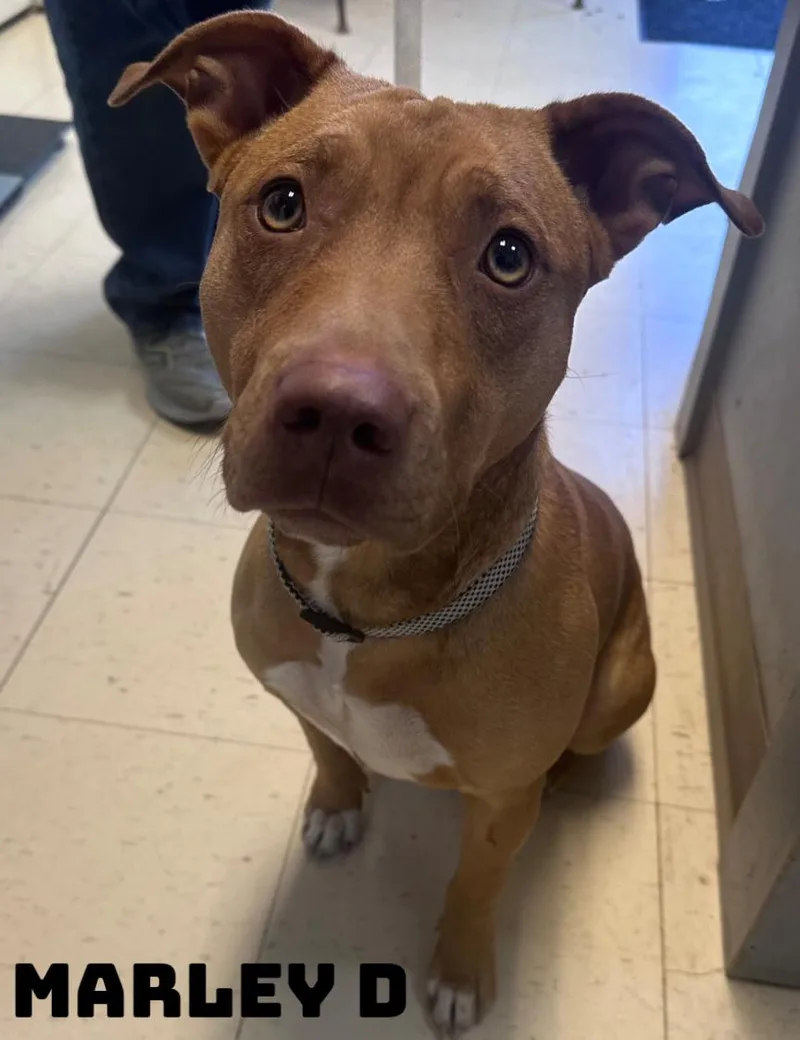 Marley D