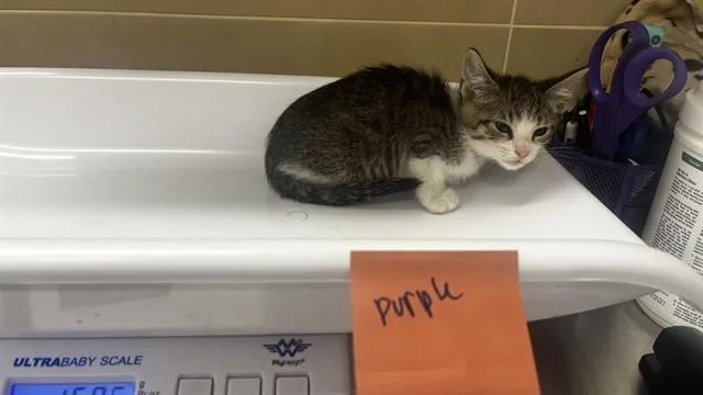 A baby small-sized male Domestic Short Hair cat named Bleu Cheese for adoption in Grand Prairie, TX