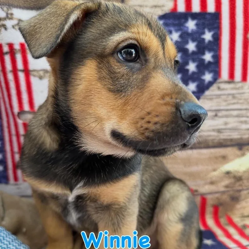 A baby medium-sized female Golden Dutch Shepherd dog named Winnie for adoption in Long Beach, CA
