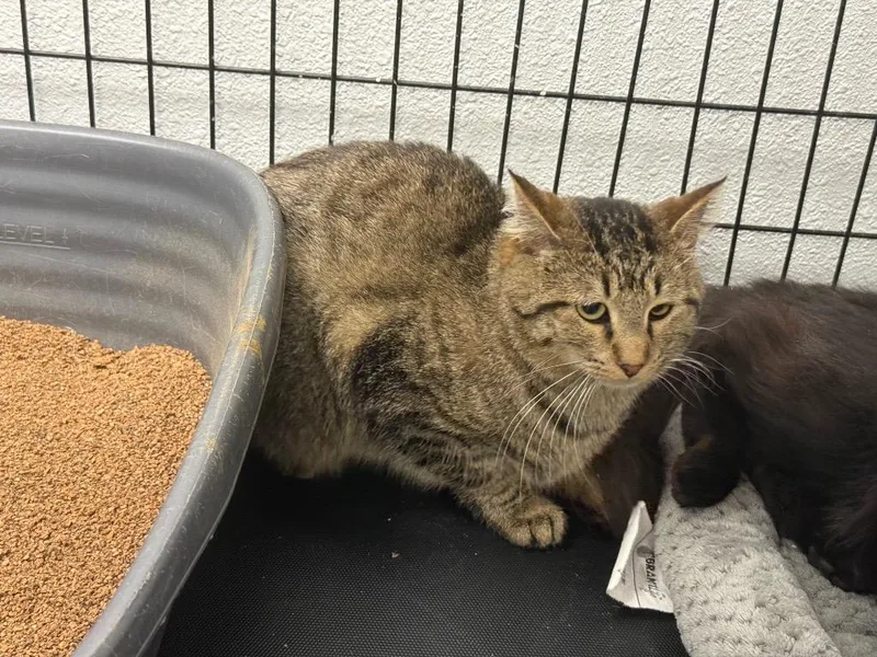 A young medium-sized male Tabby cat named Pogo for adoption in Grand Junction, CO