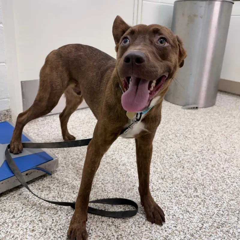 A young medium-sized male Brown / Chocolate Mixed Breed dog named Monty for adoption in Auburn, AL
