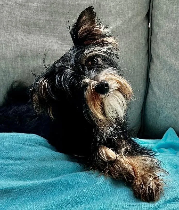 A baby small-sized male Yorkshire Terrier dog named Ricky Ricardo for adoption in Fort Myers, FL