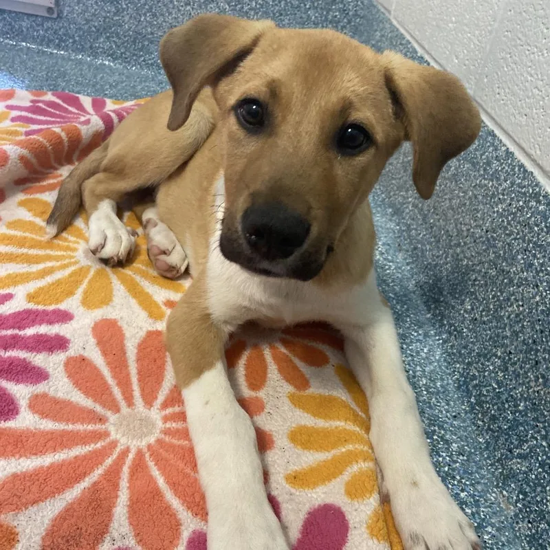 A baby medium-sized male Yellow / Tan / Blond / Fawn Boxer dog named Brick for adoption in Greensboro, NC