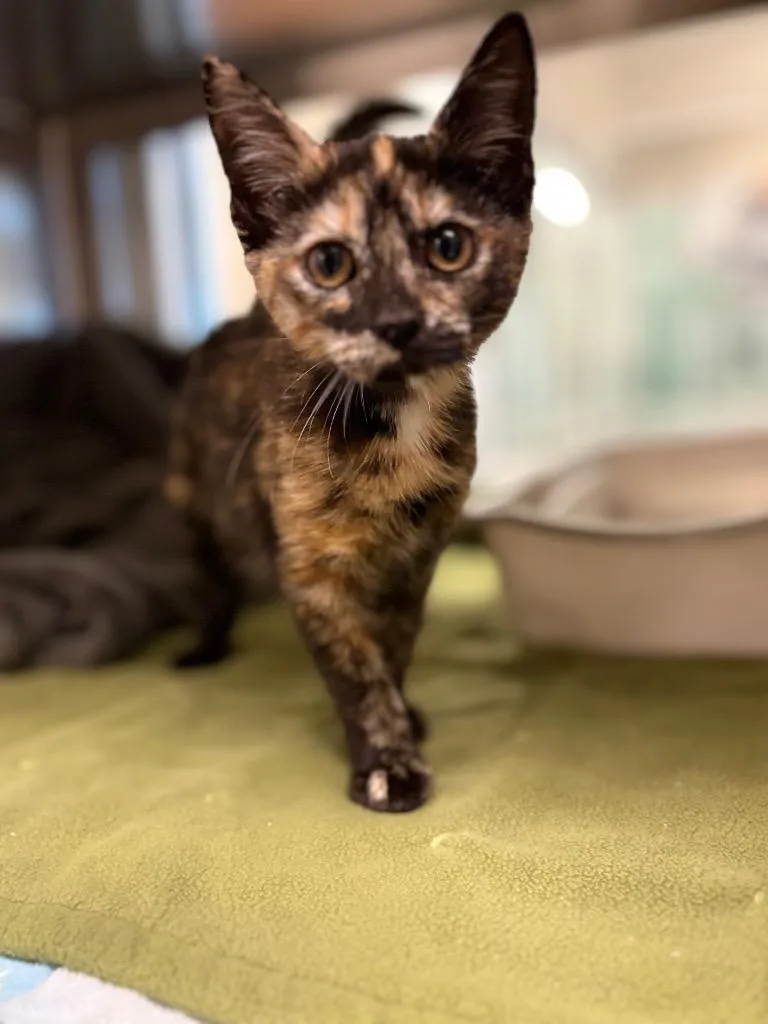 A baby small-sized female Domestic Short Hair cat named Hyacinth for adoption in Seguin, TX