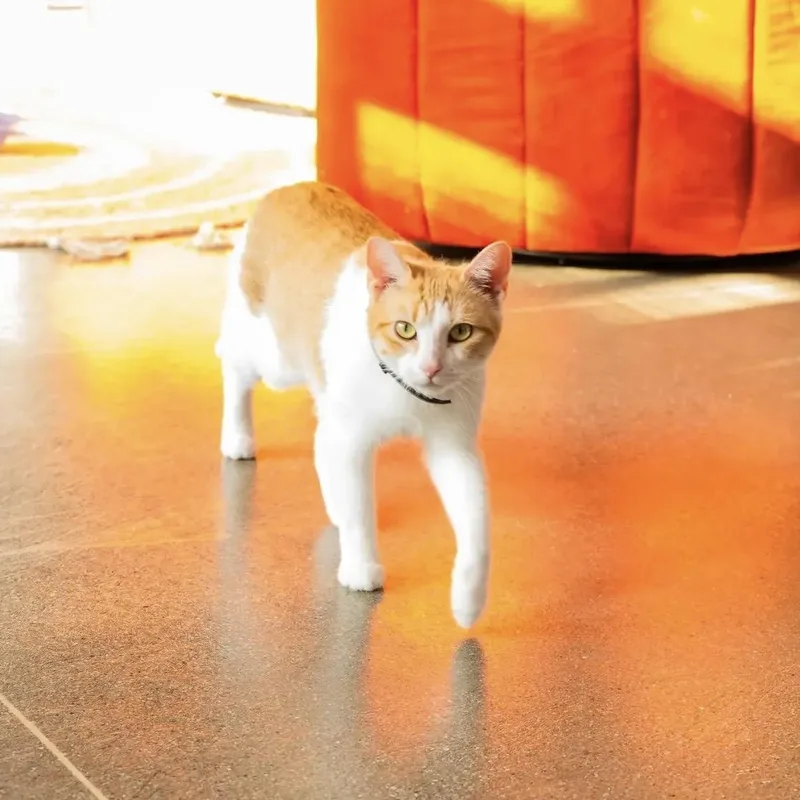 Cheeto