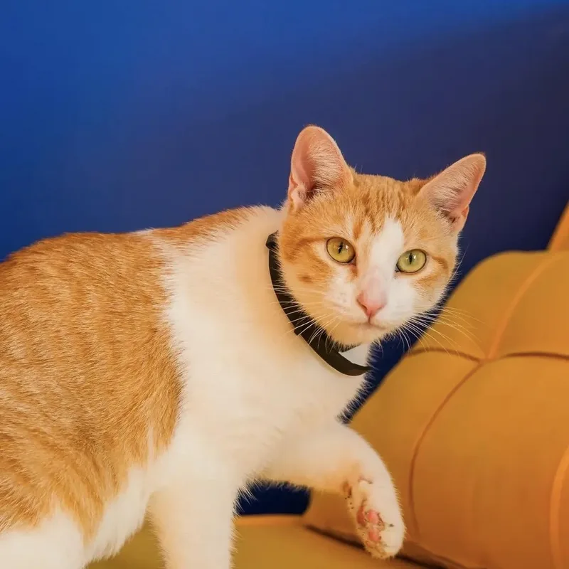 Cheeto thumbnail 2