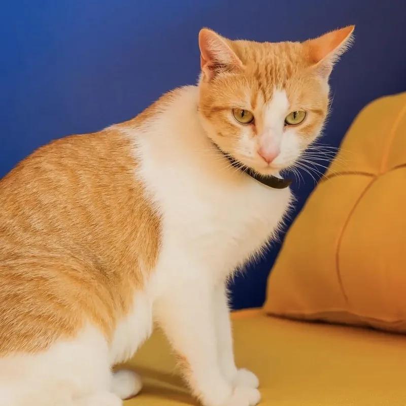 Cheeto thumbnail 3