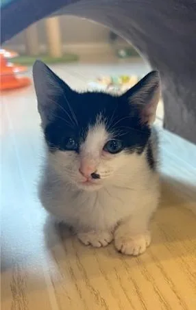 A baby small-sized female Domestic Short Hair cat named Caper for adoption in Statesville, NC