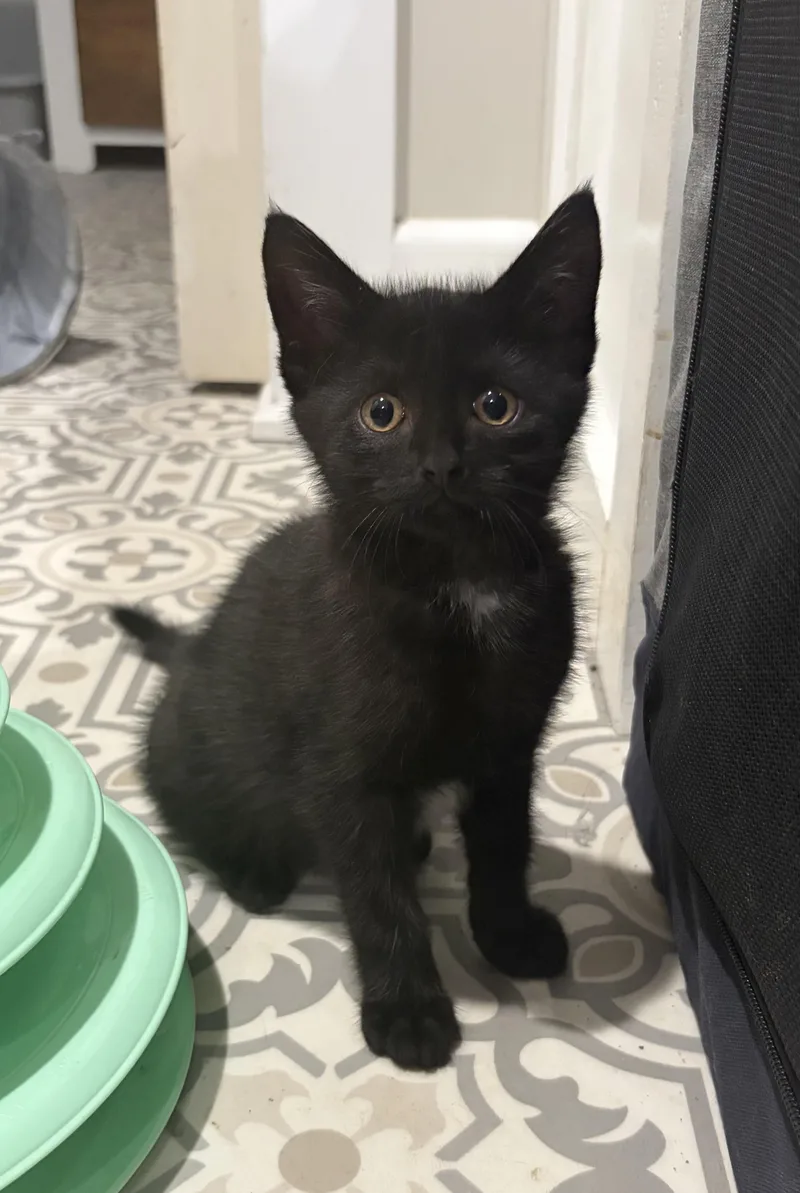 A baby medium-sized female Black Domestic Short Hair cat named Olive for adoption in East Amherst, NY
