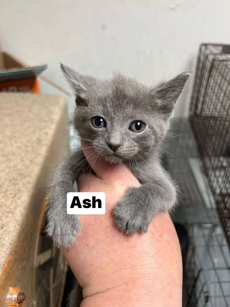 Ash