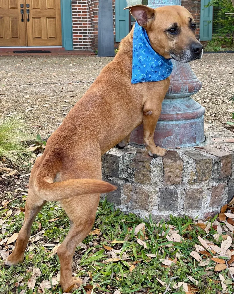 An adult medium-sized male Tricolor (Brown, Black, & White) Terrier dog named Teddy What A for adoption in Cypress, TX