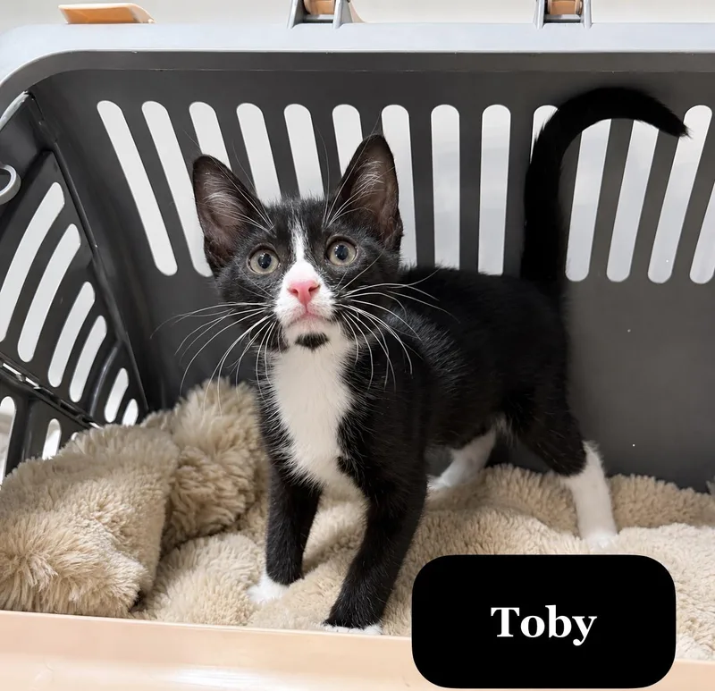A baby small-sized male Black & White / Tuxedo Domestic Short Hair cat named Toby for adoption in Orange, CA