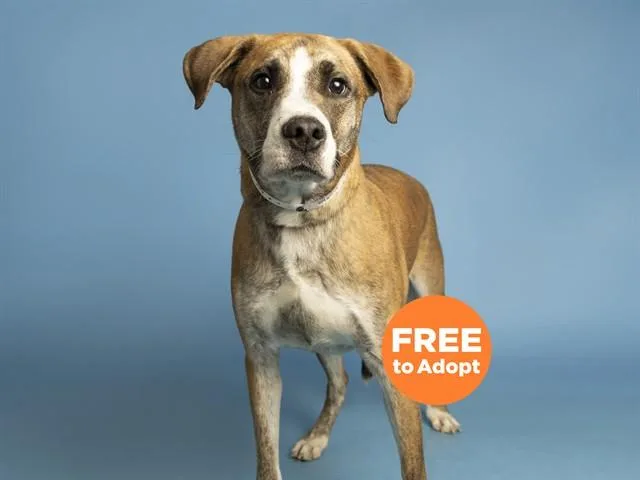An adult large-sized male Labrador Retriever dog named Bailey for adoption in Phoenix, AZ