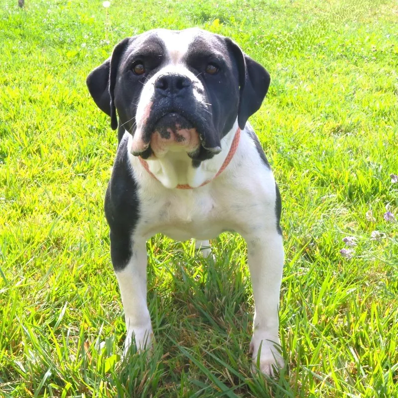 An adult medium-sized female English Bulldog dog named Rosie for adoption in Rifle, CO