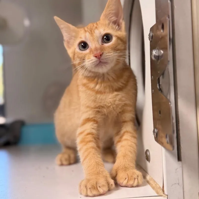 A baby small-sized male Orange / Red Domestic Short Hair cat named Snap for adoption in Gainesville, FL