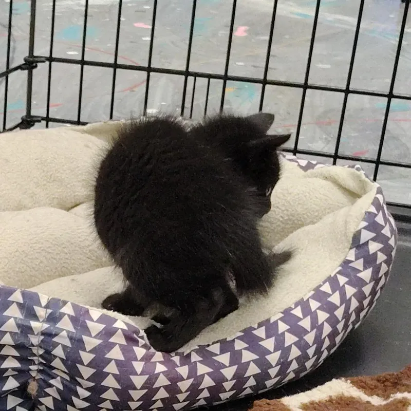 A baby medium-sized female Black Domestic Short Hair cat named Tracy Little for adoption in Coos Bay, OR