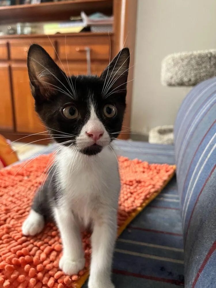 A baby small-sized female Black & White / Tuxedo Domestic Short Hair cat named Zeus for adoption in Naranjito, PR