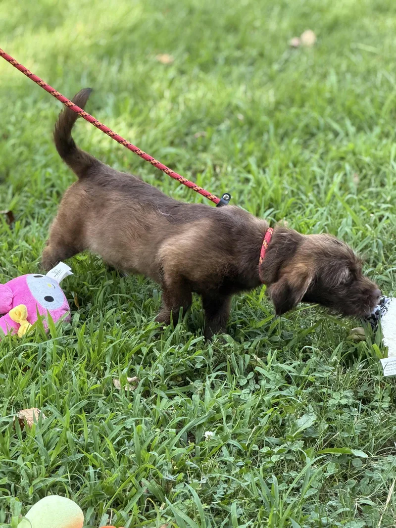 A baby medium-sized male Labrador Retriever dog named Zap for adoption in Locust Fork, AL