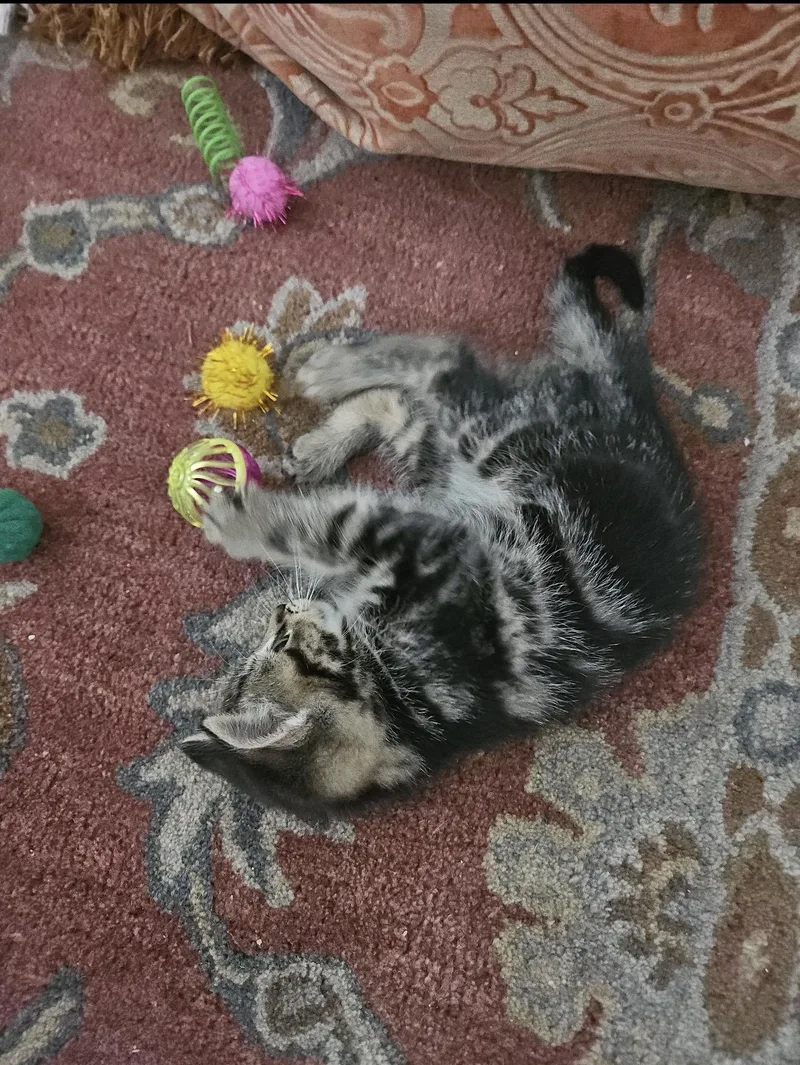 A baby medium-sized female Tabby (Brown / Chocolate) Domestic Short Hair cat named Lilly for adoption in Rochester Hills, MI