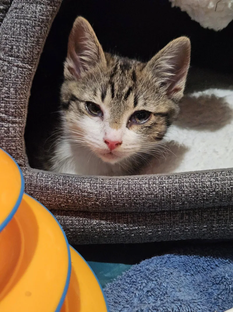 A baby small-sized male Domestic Short Hair cat named Les for adoption in Walnut Creek, CA