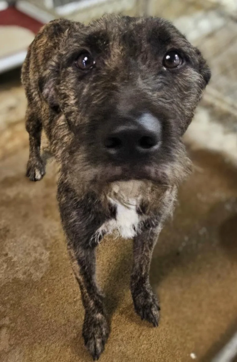 A young medium-sized female Brindle Wirehaired Pointing Griffon dog named Jazzy Hold for adoption in Canton, OH
