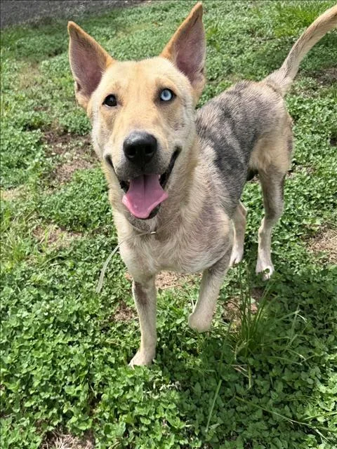 An adult medium-sized male German Shepherd Dog dog named Kirby for adoption in Conroe, TX