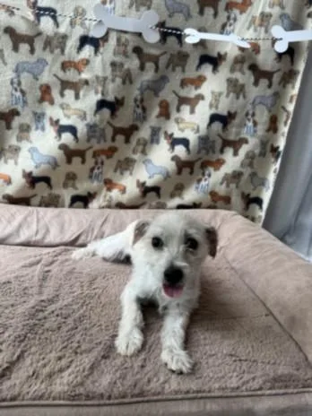 A young small-sized female Parson Russell Terrier dog named A for adoption in Chatsworth, CA