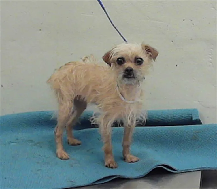 An adult small-sized female Chihuahua dog named Chewie for adoption in Houston, TX