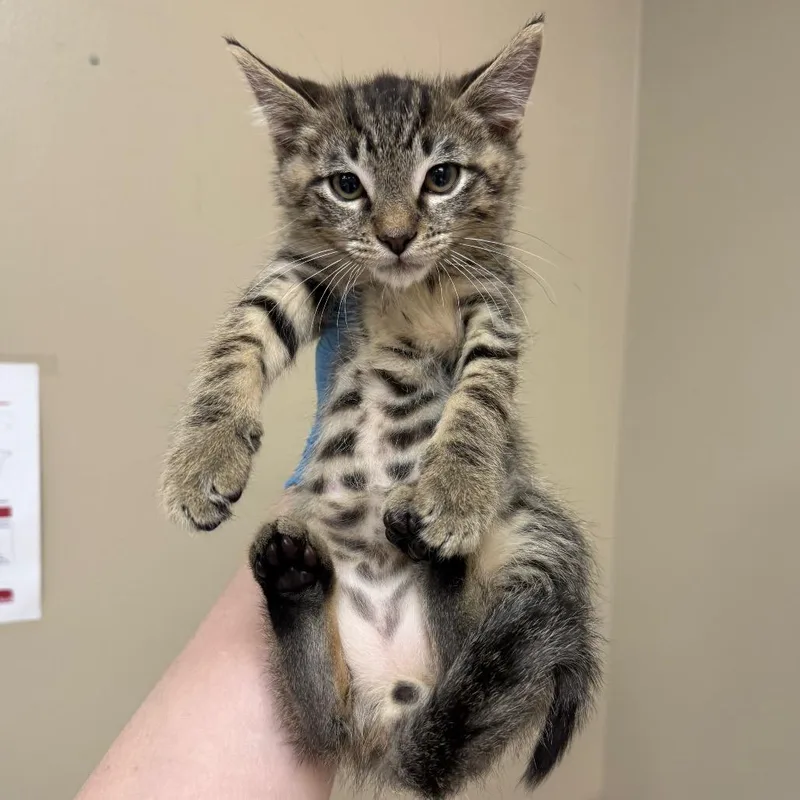 A baby small-sized male Brown / Chocolate Domestic Short Hair cat named Hermes for adoption in Birmingham, AL