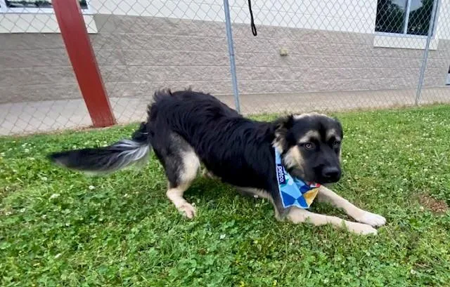 An adult large-sized male Tricolor (Brown, Black, & White) Shepherd dog named Jax for adoption in Fayetteville, AR