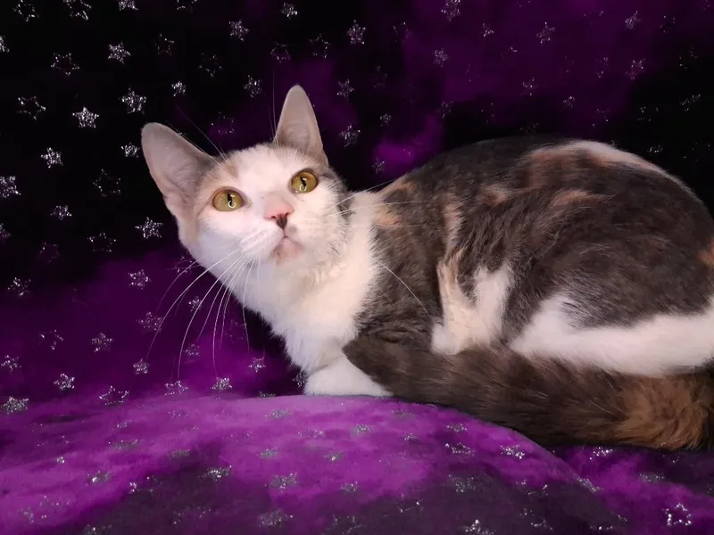 A baby medium-sized female Domestic Short Hair cat named Pixie for adoption in Wintersville, OH