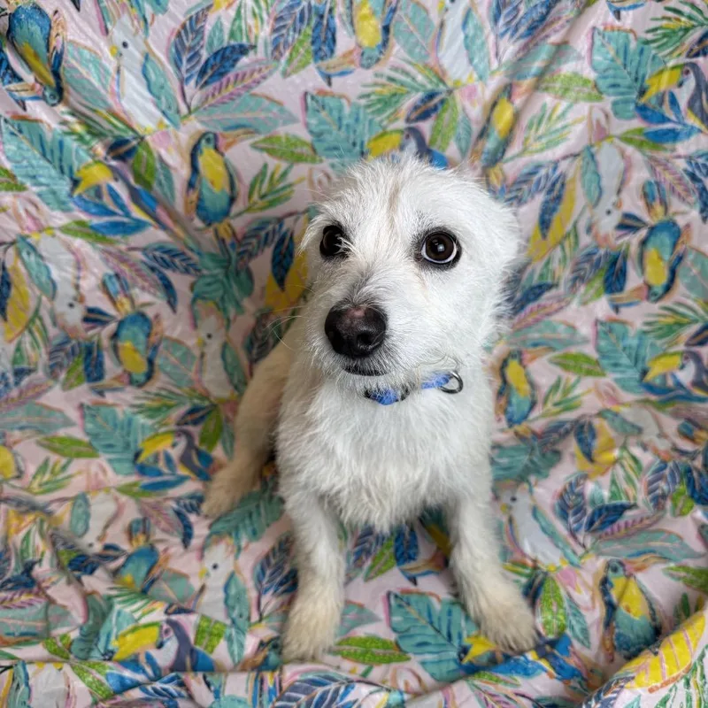 An adult small-sized male White / Cream Terrier dog named Big Jack for adoption in Fresno, CA