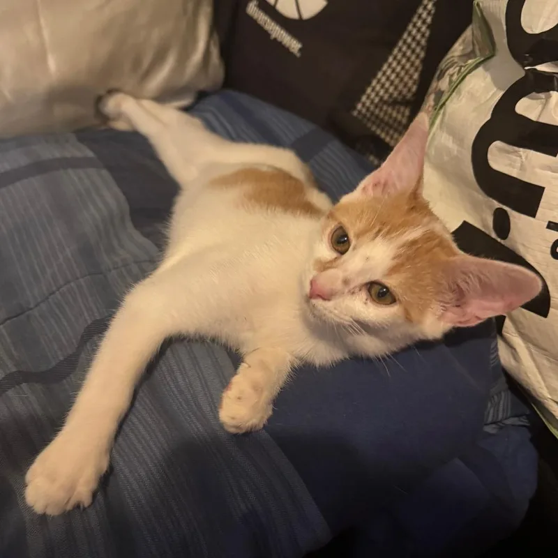 A baby small-sized male Orange / Red Domestic Short Hair cat named Cheese for adoption in Columbus, GA