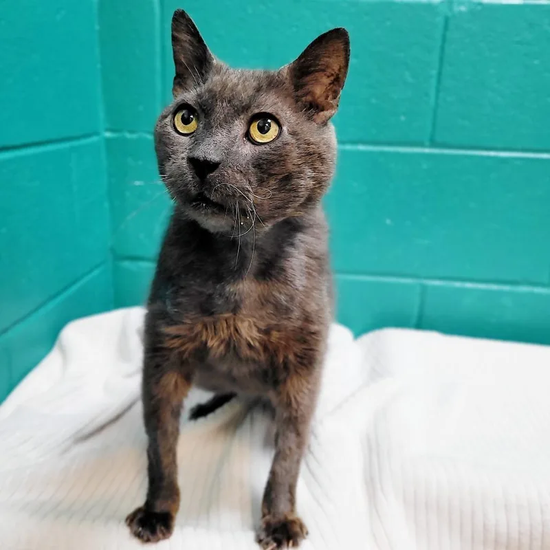 A senior medium-sized male Gray / Blue / Silver Domestic Short Hair cat named Onyx for adoption in Fredericksburg, VA