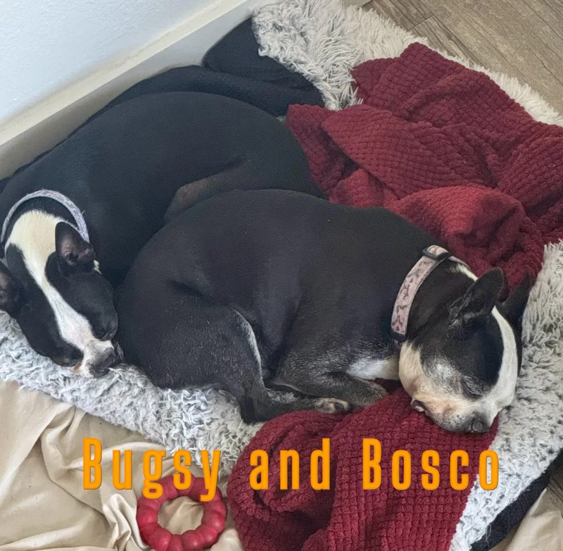Bosco and Bugsy thumbnail 2