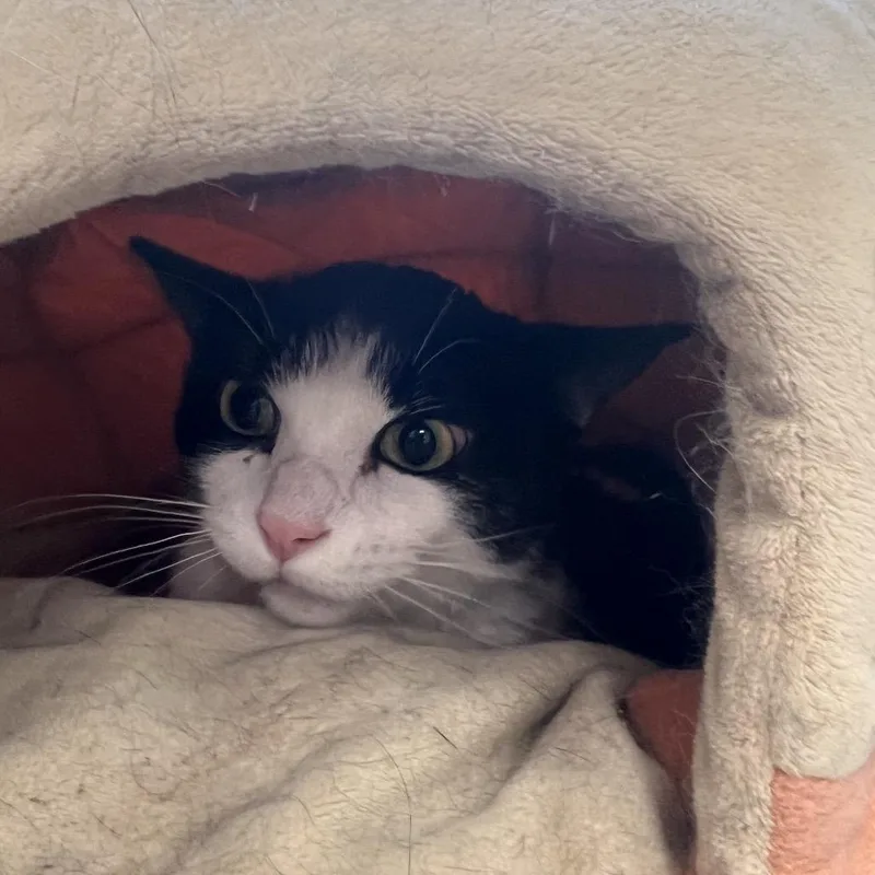 An adult small-sized female Black Domestic Short Hair cat named Stetson for adoption in Las Vegas, NV