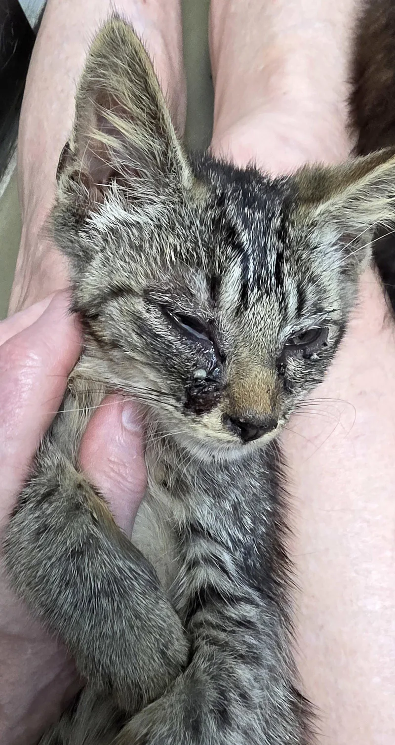 A baby medium-sized male American Bobtail cat named Julian for adoption in Magnolia Springs, AL