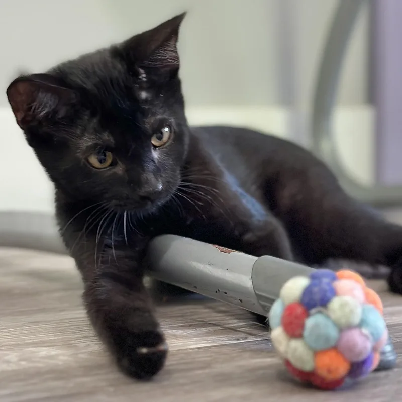 A baby medium-sized female Black Domestic Short Hair cat named Sparkle for adoption in Victor, NY