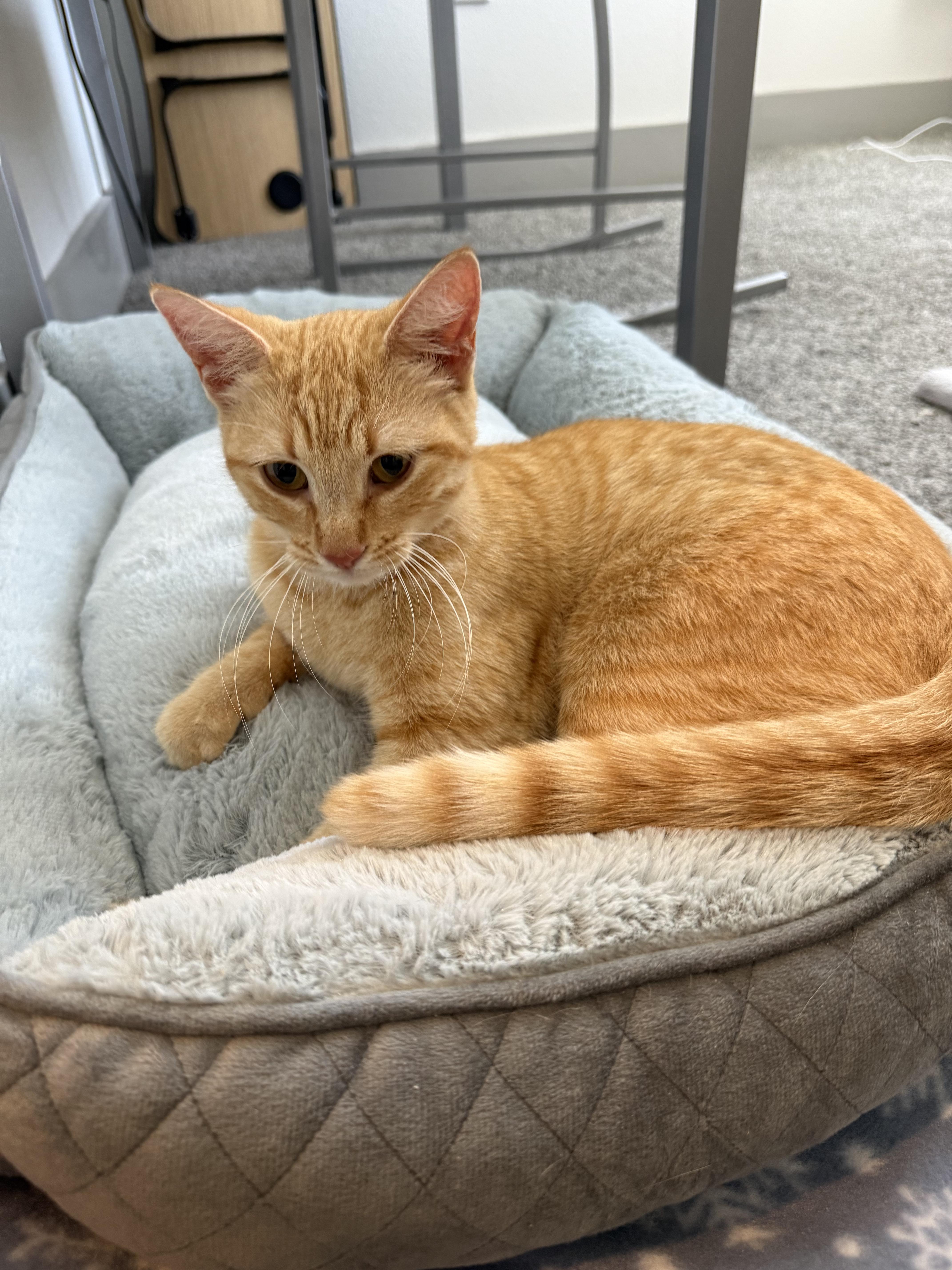 A young medium-sized female Orange & White Domestic Short Hair cat named Rose Landry for adoption in Pearland, TX
