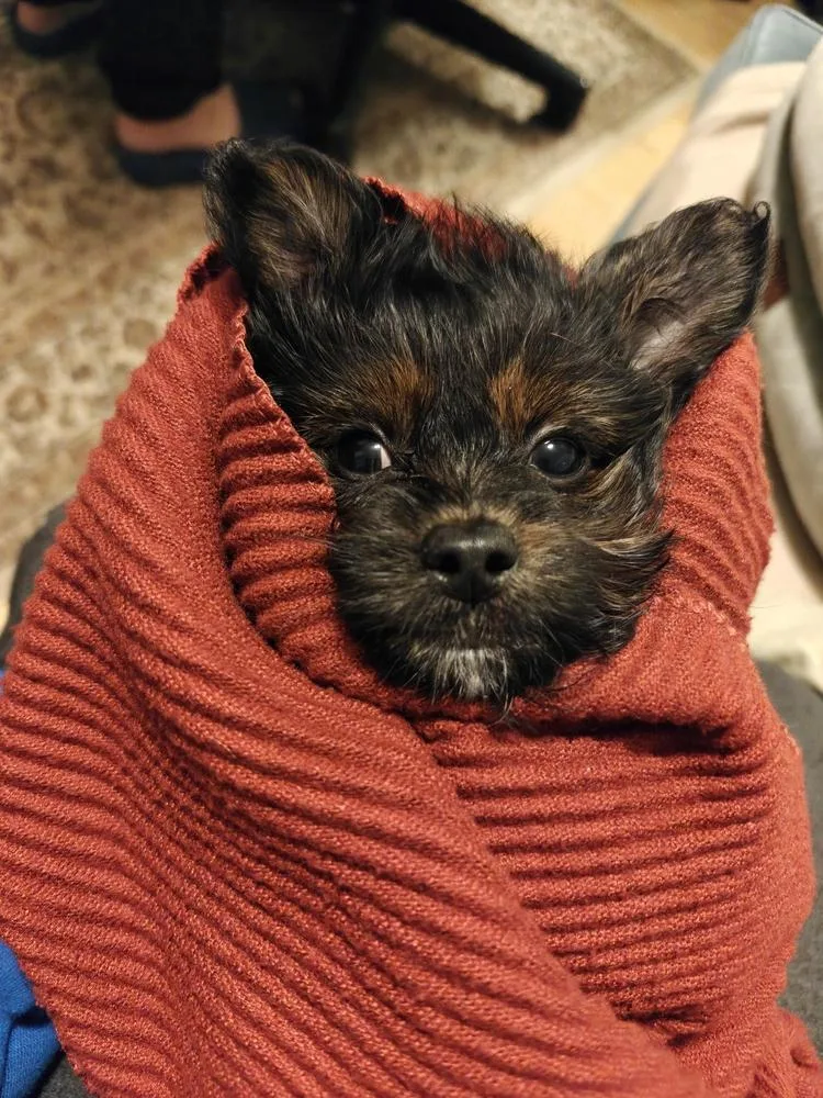A baby small-sized male Tricolor (Brown, Black, & White) Yorkshire Terrier dog named Go Go Gadget Boy for adoption in Anoka, MN