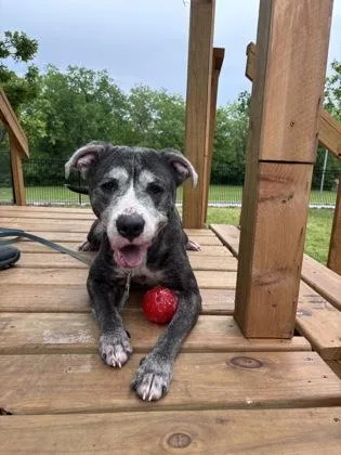 An adult large-sized female Gray / Blue / Silver Pit Bull Terrier dog named Sterling for adoption in Kansas City, MO