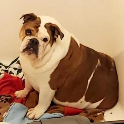 A senior medium-sized female Brown / Chocolate English Bulldog dog named Sophie for adoption in Tyler, TX