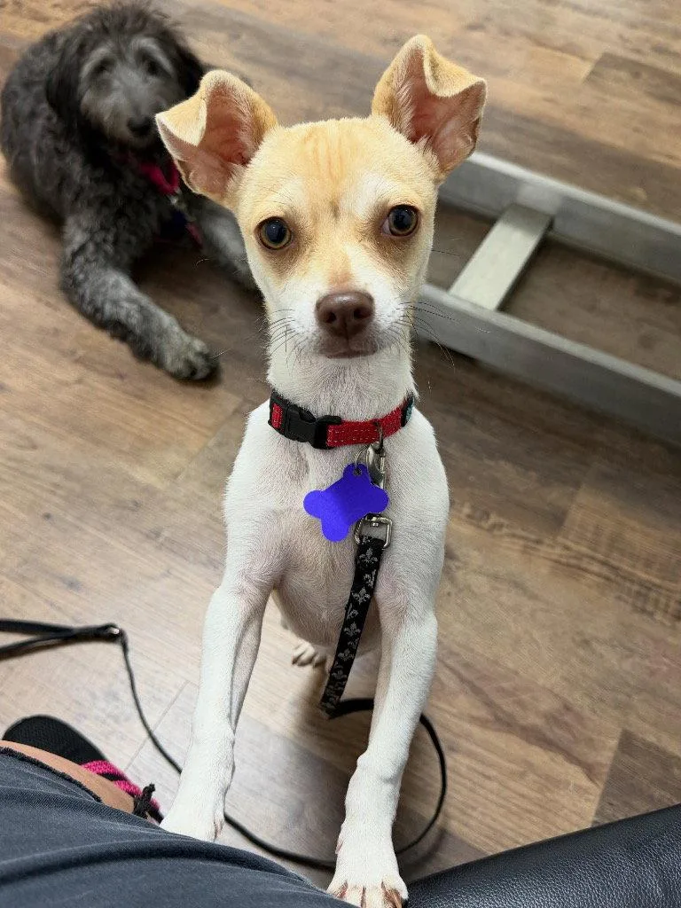 A baby small-sized male Chihuahua dog named Macaroni for adoption in Ellijay, GA