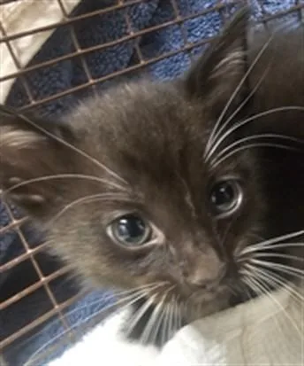 A baby small-sized female Domestic Short Hair cat named Panther for adoption in Chatsworth, CA