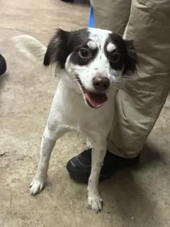 An adult small-sized female Australian Shepherd dog named Chloe for adoption in Gainesville, FL