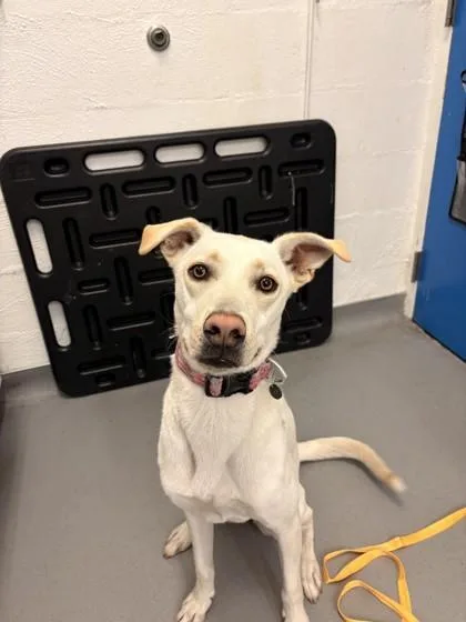 A young medium-sized female Mixed Breed dog named Trinity for adoption in Seattle, WA