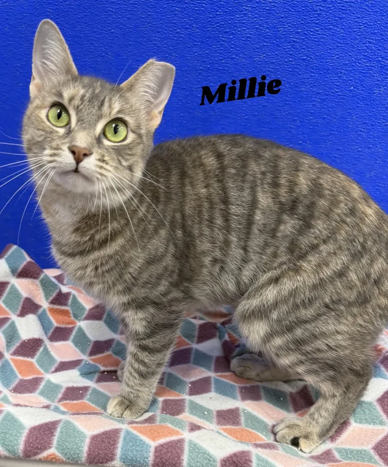 An adult medium-sized female Tabby (Gray / Blue / Silver) Domestic Short Hair cat named Millie for adoption in Dunkirk, NY