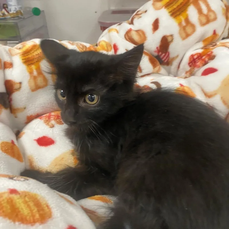 A baby small-sized male Black Domestic Short Hair cat named Coal for adoption in Henderson, NV