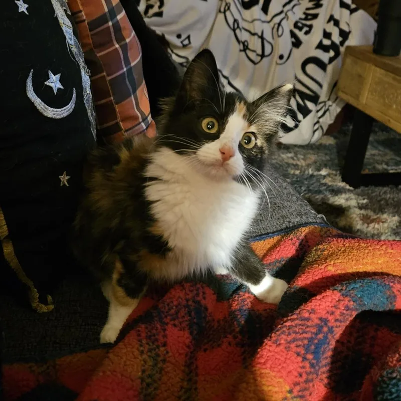 A baby small-sized female Tortoiseshell Domestic Medium Hair cat named Winifred C for adoption in Princeton, MN